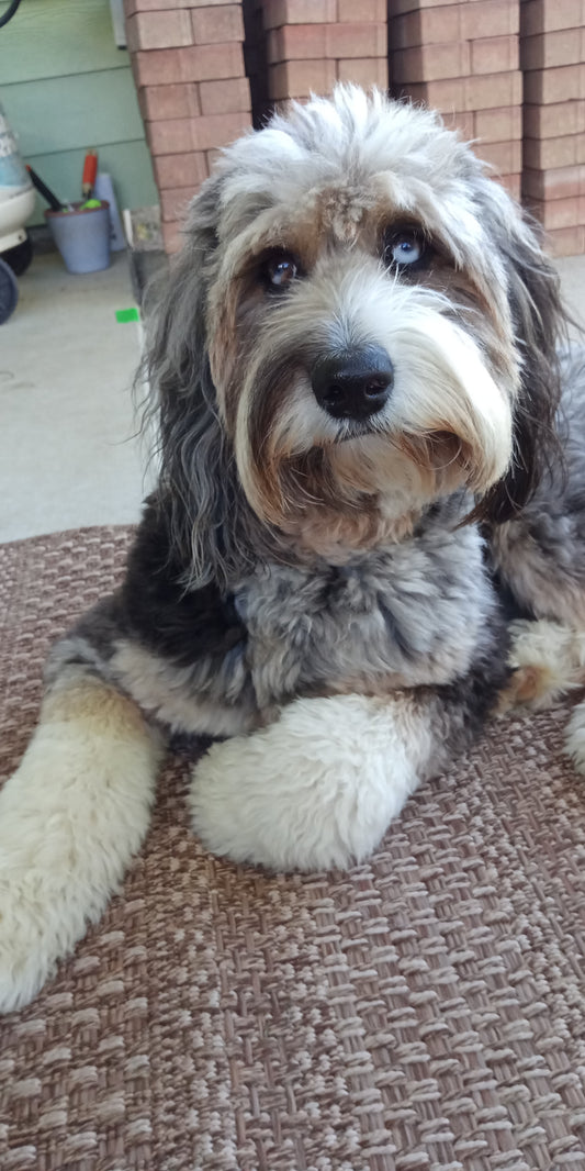 The benefits of the dog-human relationship