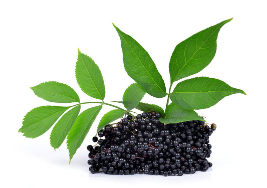 How do Elderberries help to build a strong immune system?