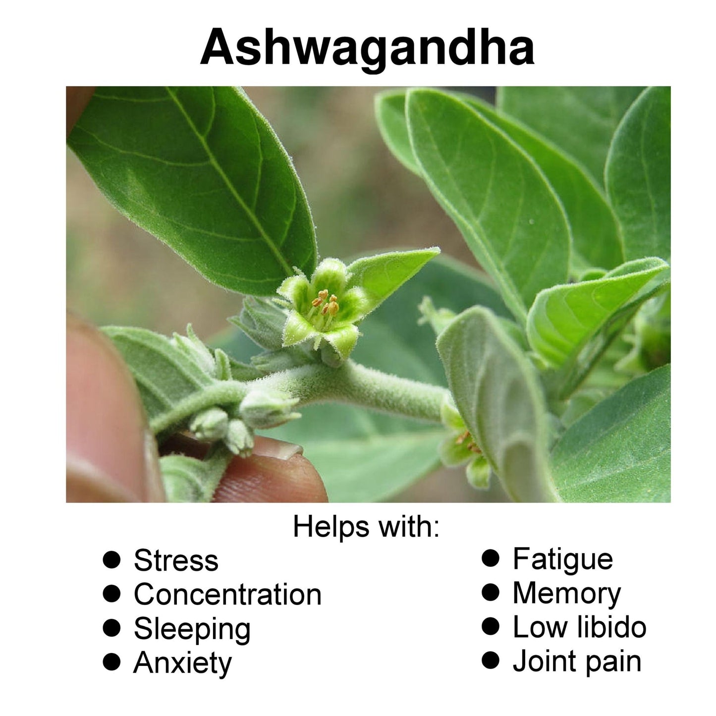 ORGANIC Ashwagandha - Stress, Memory, Anxiety, Endurance